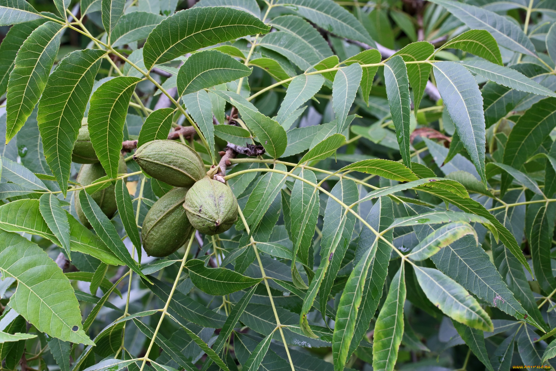 pecan nuts, , , pecan, nuts